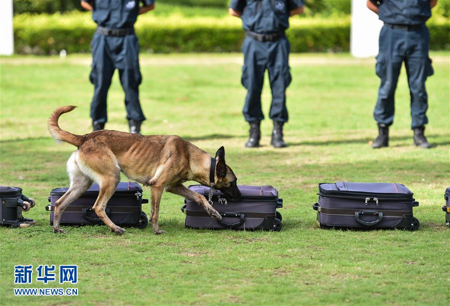 警犬技术大比武