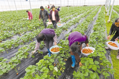 头茬草莓陆续上市 温州加强安全风险管控确保质量