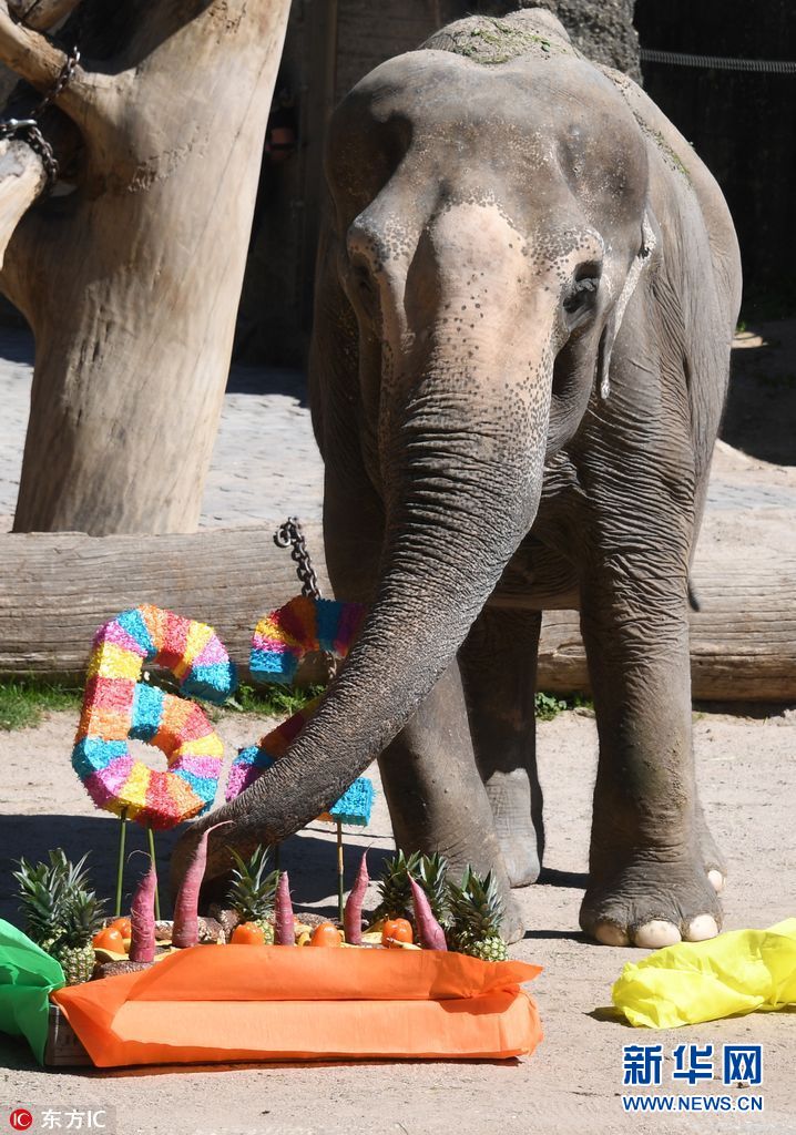 德国年纪最老大象迎来62岁生日 获赠蔬菜蛋糕庆祝(组图)