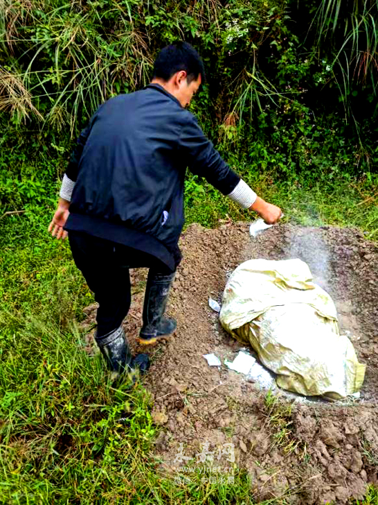 网格故事:忍着百般臭味蹚行 捞埋沉重死猪腐尸