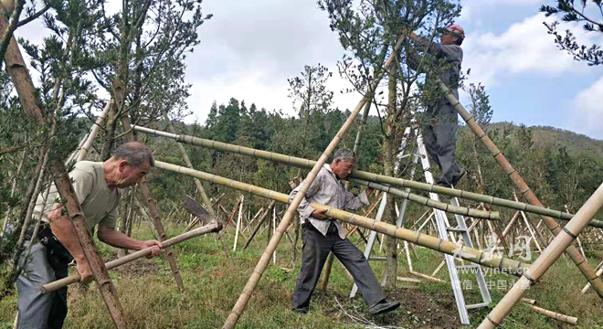 2012年,当时在外经商的南陈村人潘统金回乡投资,准备开发村里的农业